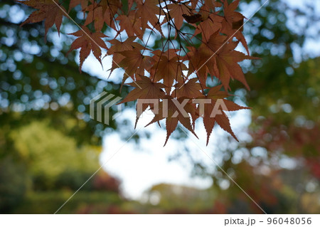 紅く染まったイロハモミジ 紅く染まったイロハモミジ 96048056