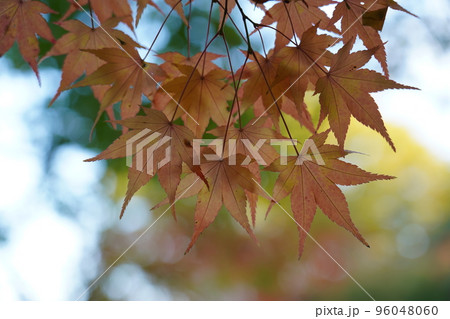 紅く染まったイロハモミジ 紅く染まったイロハモミジ 96048060