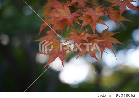 紅く染まったイロハモミジ 紅く染まったイロハモミジ 96048062