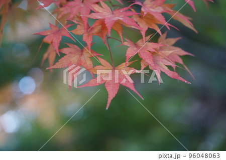 紅く染まったイロハモミジ 96048063