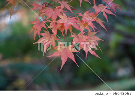 紅く染まったイロハモミジ 96048065