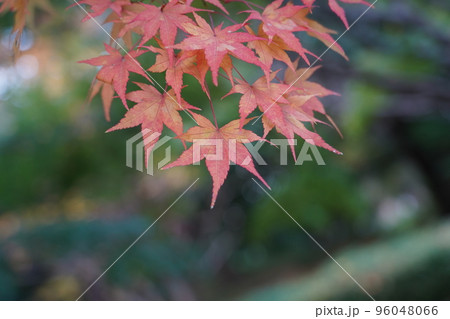 紅く染まったイロハモミジ 96048066