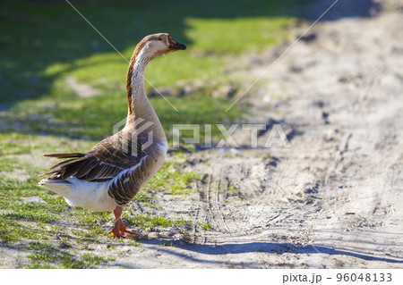 Side view of white-gray domestic full-grown fat healthy goose standing on green grass in yard on bright sunny day. Farming, geese breeding and ecological healthy meat and feather production concept. Side view of white-gray domestic full-grown fat healthy goose standing on green grass in yard on bright sunny day. Farming, geese breeding and ecological healthy meat and feather production concept. 96048133