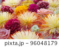 明るい色合いの花の背景。グラデーションカラーの菊 96048179