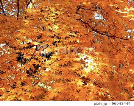 美しいモミジの紅葉 美しいモミジの紅葉 96048444