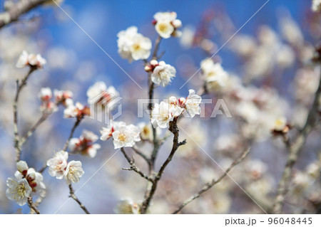 青空を背景に白梅の花 青空を背景に白梅の花 96048445