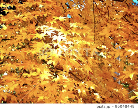 美しい黄色のモミジの紅葉 96048449