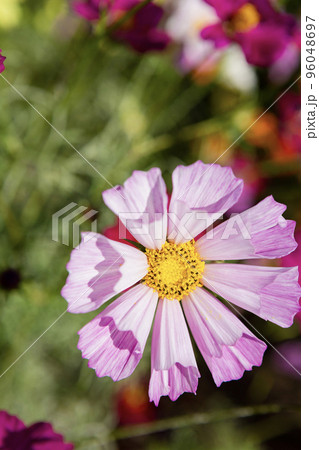 コスモスの一輪をクローズアップ コスモスの一輪をクローズアップ 96048697