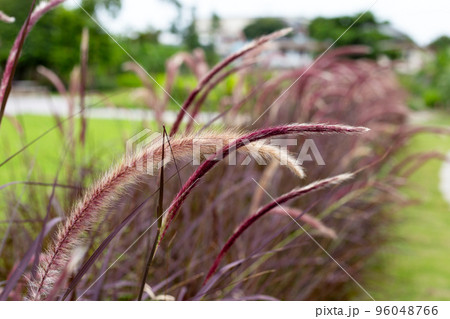Fountain grass or pennisetum alopecuroides Fountain grass or pennisetum alopecuroides 96048766