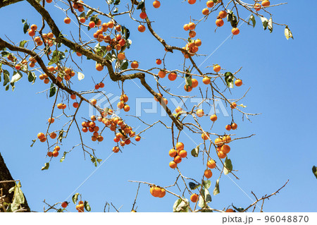 柿の実 96048870