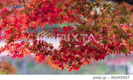 紅葉イメージ 96048897