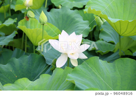 白蓮の花 96048916