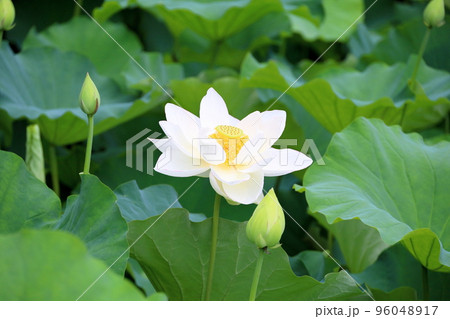 白蓮の花 96048917