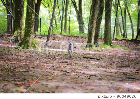 森のドッグランで犬とおにごっこ『ぼくはココだよ!』 森のドッグランで犬とおにごっこ『ぼくはココだよ!』 96049026