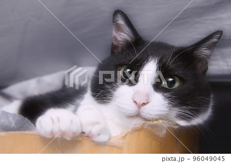 ねこ ハチワレ猫 ねこ ハチワレ猫 96049045