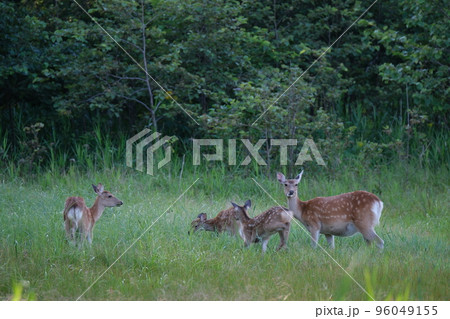 森に住まうエゾシカ 96049155