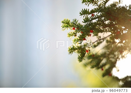 コピースペース 人 人間 96049773