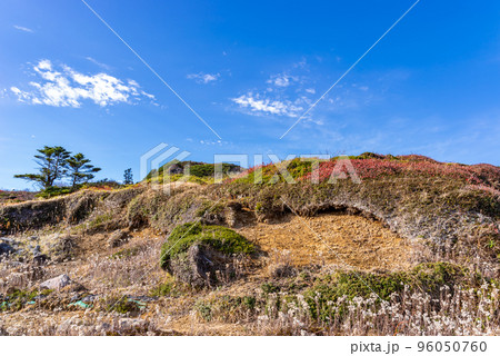志賀草津高原ルート中央分水嶺付近から見上げる斜面と自然 10月下旬 96050760