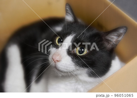 ねこ ハチワレ猫 ねこ ハチワレ猫 96051065
