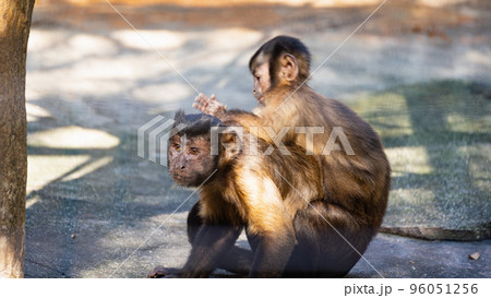 動物園にいるおんぶされた親子のフサオマキザル 96051256