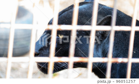 動物園にいる真っ黒のピューマ 96051257