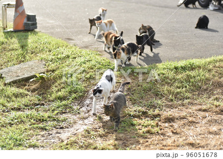 田代島の島のえきに住む猫たち 田代島の島のえきに住む猫たち 96051678