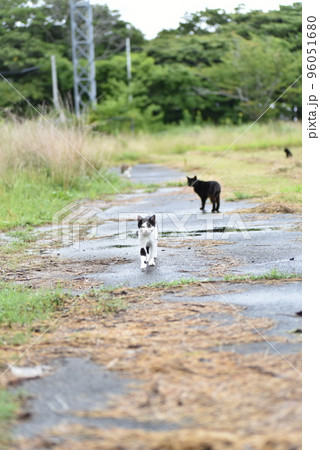田代島の島のえきに住む猫たち 96051680