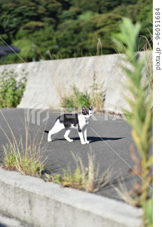 田代島の猫 96051684