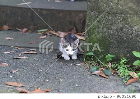 田代島の猫 96051690