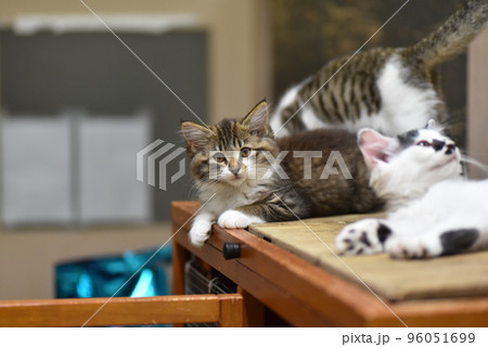 田代島の島のえきに住む猫たち 96051699