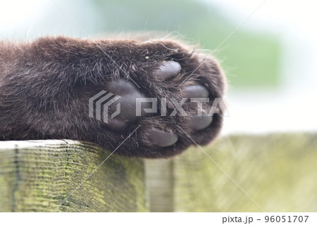 田代島の猫 田代島の猫 96051707
