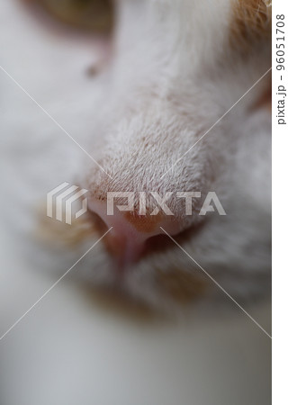 田代島の猫 96051708