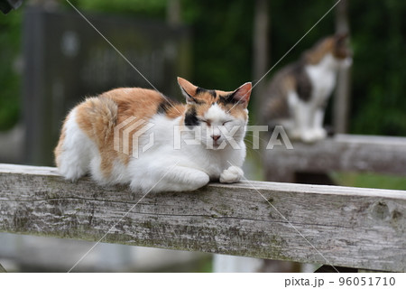 田代島の島のえきに住む猫たち 96051710