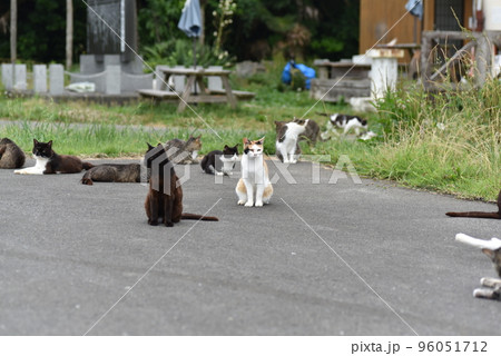 田代島の島のえきに住む猫たち 96051712