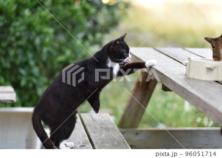 田代島の島のえきに住む猫たち 96051714
