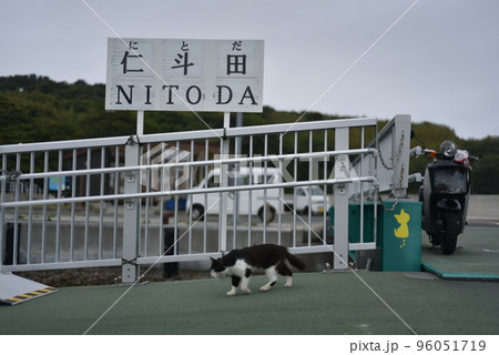 田代島の仁斗田港に住む猫 96051719