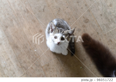 田代島の島のえきに住む猫たち 96051722