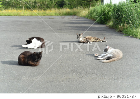 田代島の島のえきに住む猫たち 96051737