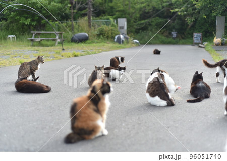田代島の島のえきに住む猫たち 96051740
