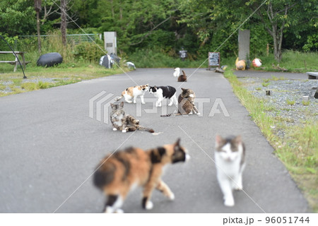 田代島の島のえきに住む猫たち 96051744