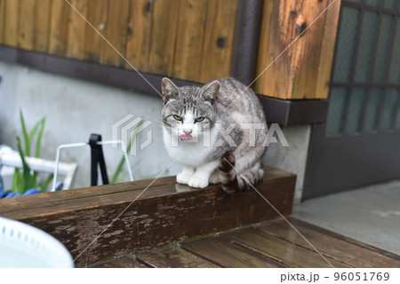 田代島の猫 96051769