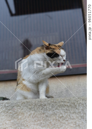 田代島の猫 田代島の猫 96051770