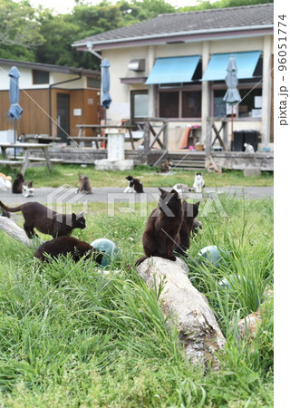 田代島の島のえきに住む猫たち 96051774