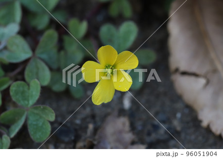 日本の秋の野原に咲く黄色いカタバミの花 日本の秋の野原に咲く黄色いカタバミの花 96051904