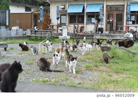 田代島の島のえきに住む猫たち 96052009