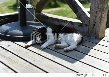 田代島の島のえきに住む猫たち 96052014
