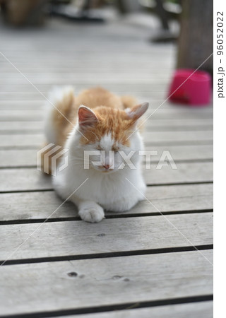 田代島の島のえきに住む猫たち 96052022