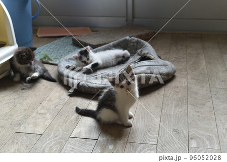 田代島の島のえきに住む猫たち 96052028