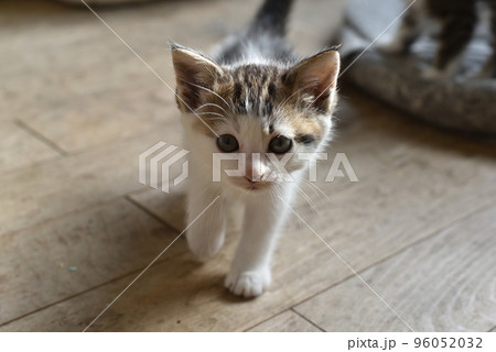 田代島の島のえきに住む猫たち 96052032