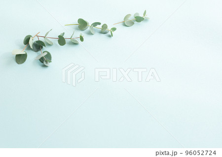 ユーカリ　植物の背景素材 96052724